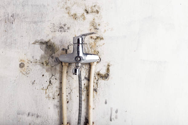 Best Mold Damage Repair  in Social Circle, GA