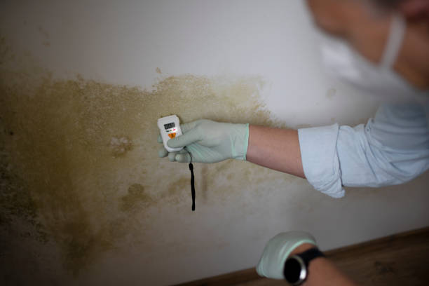 Best Emergency Mold Removal  in Social Circle, GA