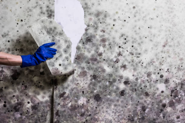 Best Fast Mold Removal  in Social Circle, GA
