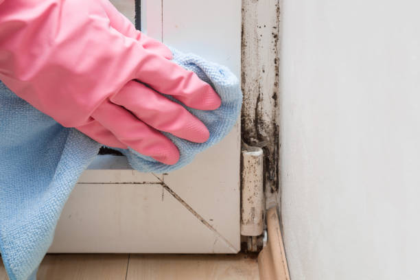 Best Residential Mold Removal  in Social Circle, GA