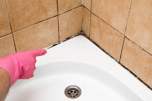 Best Home Mold Removal  in Social Circle, GA